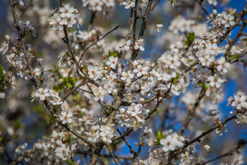 A beautiful cherry blossoms blooming in the spring. Garden fruit tree in flowers.