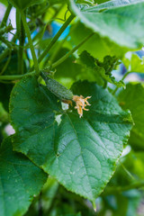 Small cucumber fruit with flowers. Closeup photo