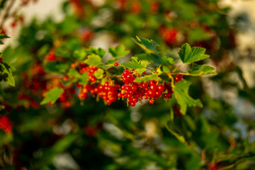 Obraz premium Red currant on the branches of the Bush
