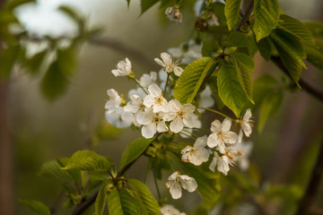 A beautiful cherry blossoms blooming in the spring. Garden fruit tree in flowers.