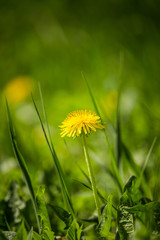 Beautiful, bright yellow dandelions blossoming in the grass. Garden in sunny spring day.