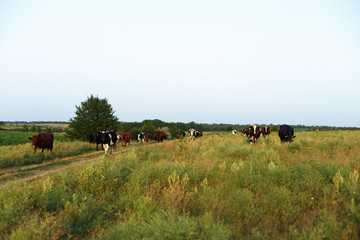 Cows on a farmland in Ukraine
