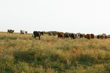 Cows on a farmland in Ukraine