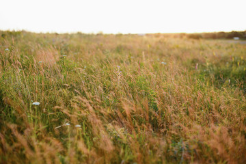 Wild plants at sunset close up