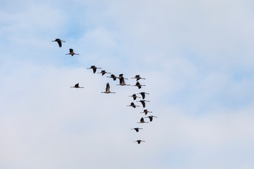 Flock of cranes flying in the sky
