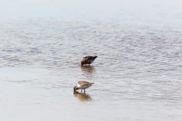 Dunlins in the water