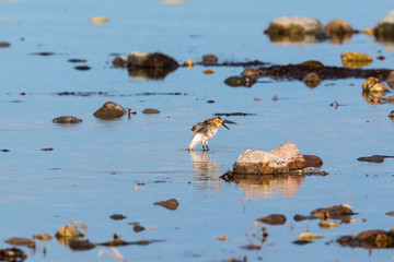 Curlew sandpiper with spread wings