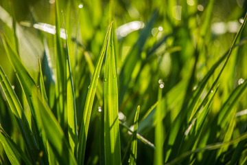 A beautiful, green grass full of morning dew. Natural freshness in spring.