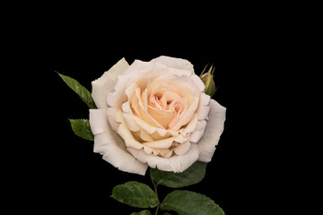 White rose flower closeup, isolated on black background