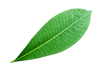 Fototapeta na wymiar Nature champa leaf