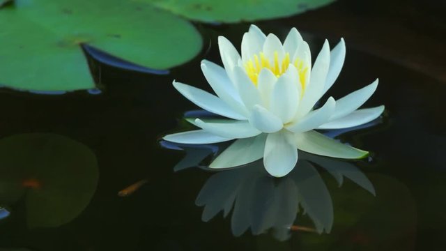 睡蓮とメダカ