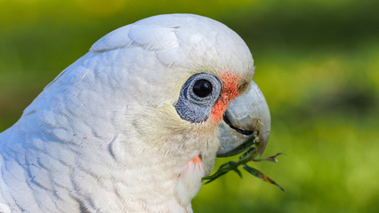 Corella Parrot - Australian White Parrot