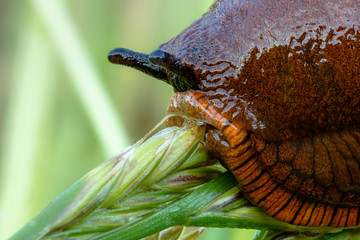 macro bocca limaccia, lumaca tecnica del focus stacking