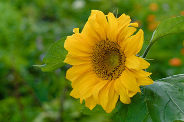 Bright beautiful yellow flower of a sunflower.