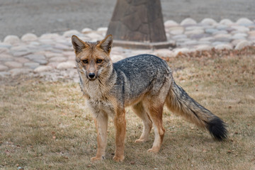 Zorro