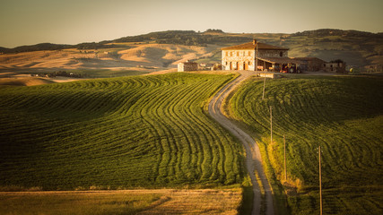 Naklejka premium Beautiful rice fields terrace , rolling hills and landscape in tuscany