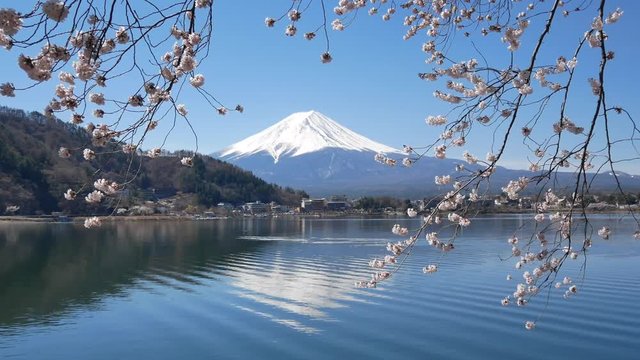 Natural landscape view of Fuji Volcanic Mountain with the lake Kawaguchi in foreground with sakura-cherry bloosom flower tree and wind blowing-4K UHD video movie footage short