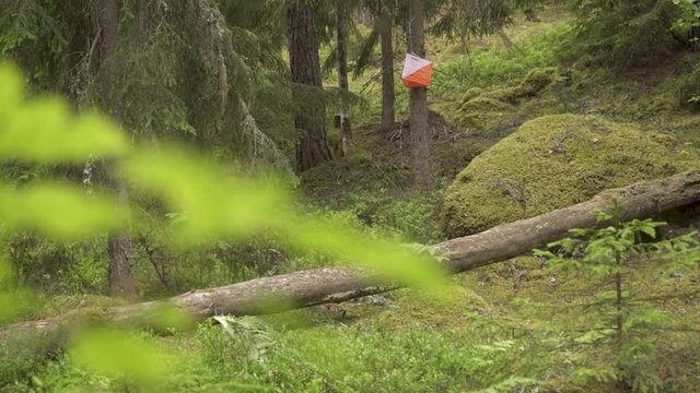 handheld shot of a orienteering checkpoint in a pine forest. this is one station to visit on a sport where you run in the forest and navigate with a compass.