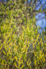 Beautiful, fresh, green spring leaves in the branches. Natural, sunny spring day in forest