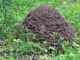 anthill in the birch forest in the southern Urals