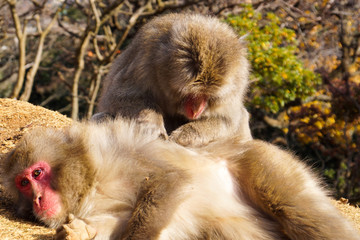 Arashiyama, Japan  : monkeys resting, Arashiyama Monkey Park Iwatayama
