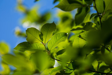 Fototapeta na wymiar Beautiful, fresh, green spring leaves in the branches. Natural, sunny spring day in forest