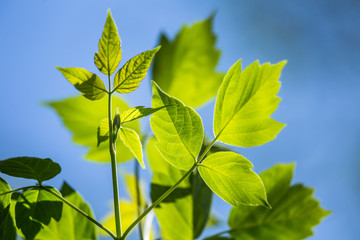 Beautiful, fresh, green spring leaves in the branches. Natural, sunny spring day in forest