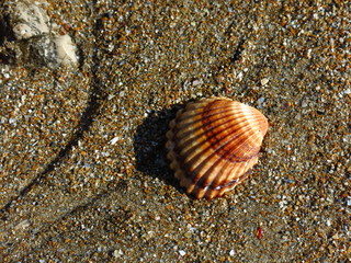 Seashell at the beach in Denia, Spain.
