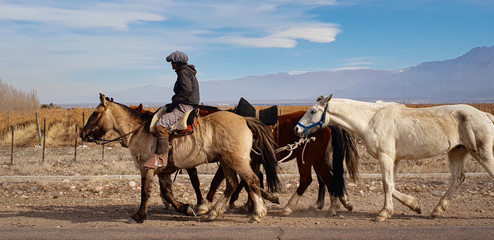 Naklejka premium Gaucho