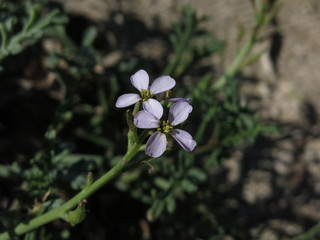 Little blue flower.