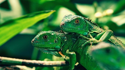 Animals reptile green iguana chameleon on a branch HD 4K