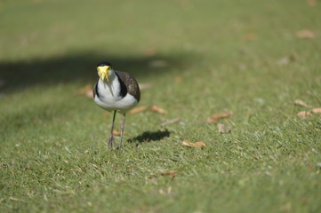 bird