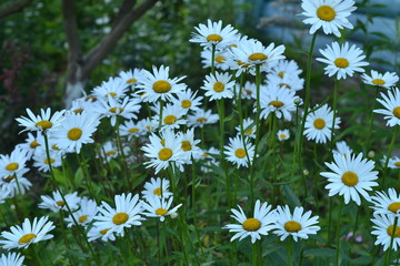 Fototapeta premium Daisies on a green background. Background of daisies. Camomile field.