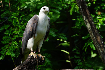 White-bellied sea-eagle.