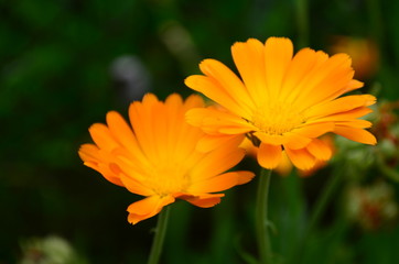 Calendula flower on summer day. Closeup medicinal flower herb for tea or oil, top view