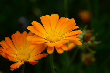 Calendula flower on summer day. Closeup medicinal flower herb for tea or oil, top view