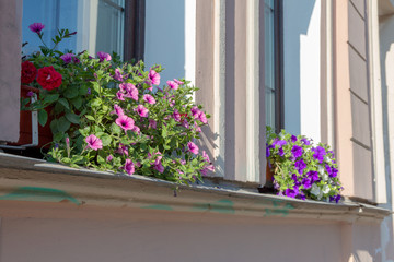 blooming petunia on the window sill walls of the house. pink and purple flowers in the street