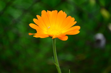 Calendula flower on summer day. Closeup medicinal flower herb for tea or oil, top view