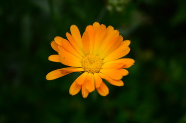 Calendula flower on summer day. Closeup medicinal flower herb for tea or oil, top view