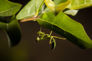 The little grasshopper.