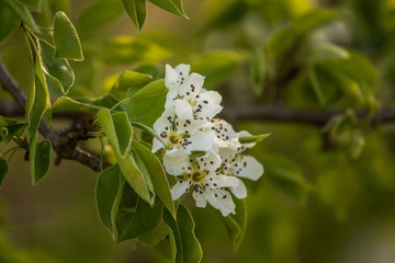 A beautiful white pear tree flowers in spring. Fruit tree blossoming in garden in Latvia, Northern Europe.