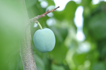 Green unripe plums on the tree for home use