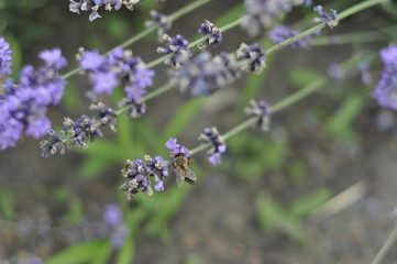 Bee pollinating a lavender flower in a summer flower bed for honey production