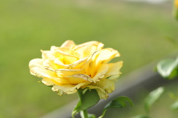 Yellow rose growing in the ground on a home flowerbed