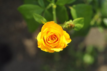 Yellow rose growing in the ground on a home flowerbed