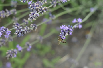 Bee pollinating a lavender flower in a summer flower bed for honey production