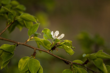 A beautiful white pear tree flowers in spring. Fruit tree blossoming in garden in Latvia, Northern Europe.