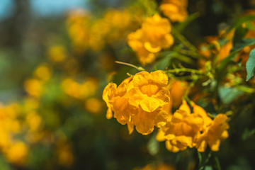 close up flower yellow in the outdoor of sunlight