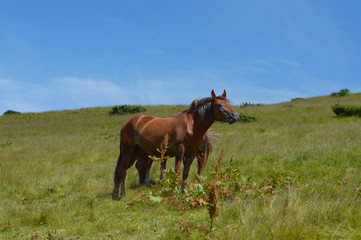 Naklejka na ściany i meble Thoroughbred young horse posing against spring fields.