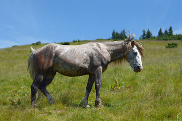 Fototapeta premium White grey horse stands sideways on the mountain in the summer.